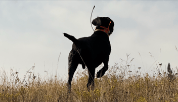 Jeff's Dog Boone