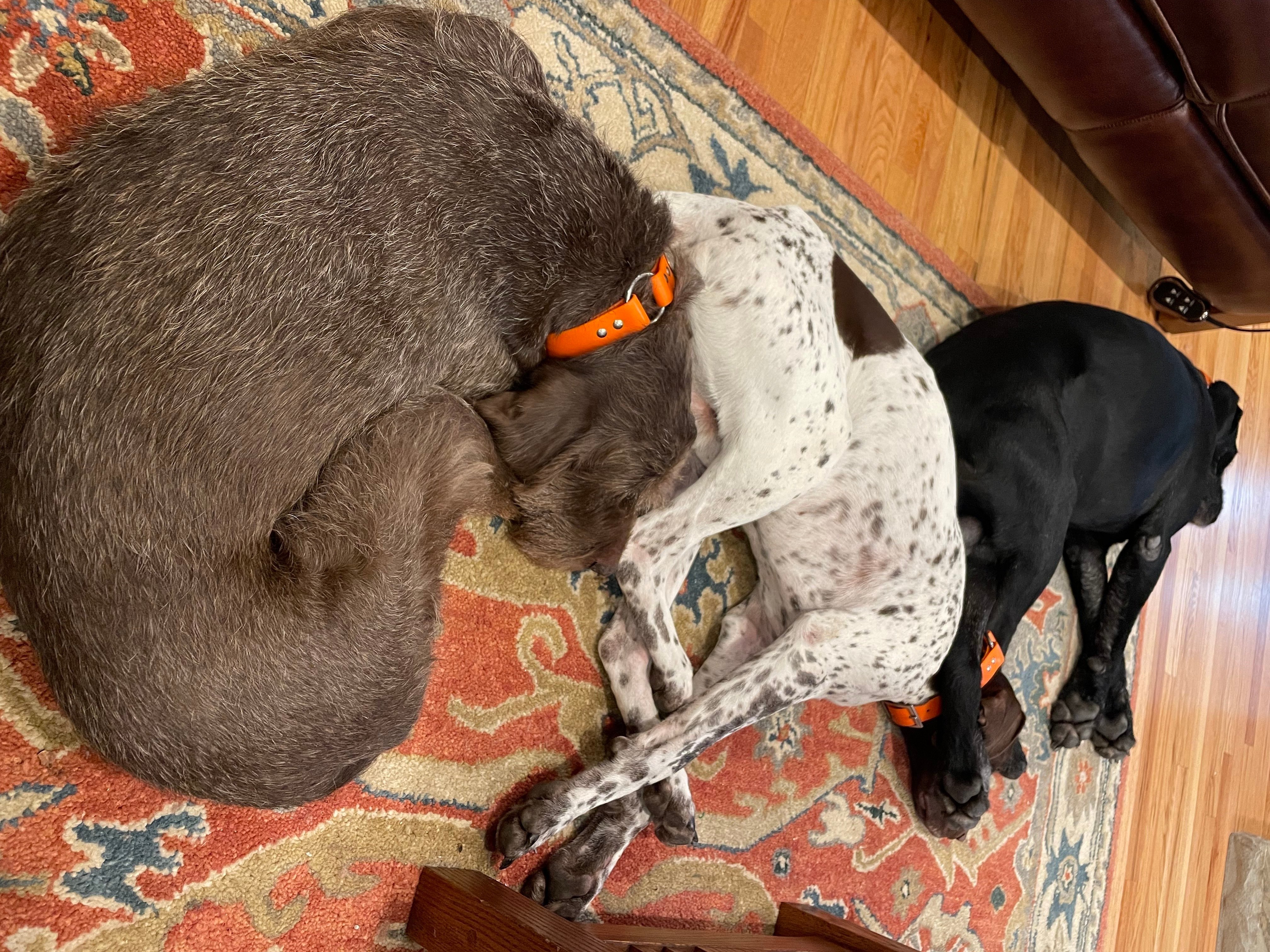 Jeff's Three Dogs